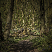 Buy canvas prints of  Forest Decay by mark sykes