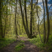 Buy canvas prints of  Ranscombe Wood Path by mark sykes