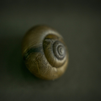 Buy canvas prints of Macro of a Tiny UK Snail  by mark sykes