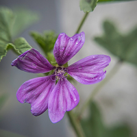 Buy canvas prints of Macro Common Mallow by mark sykes