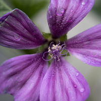 Buy canvas prints of  Common Mallow Weed A Macro Photograph by mark sykes