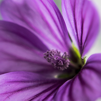 Buy canvas prints of  Macro Flower - Common Mallow by mark sykes