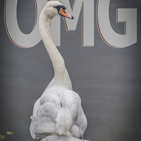 Buy canvas prints of  Shocked Swan by mark sykes