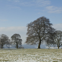 Buy canvas prints of  Frosty Trees by Graham Jackson