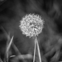 Buy canvas prints of  Dandelion Clock by Simon Russell