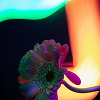 Buy canvas prints of Light painted daisy flower by Jade Scott