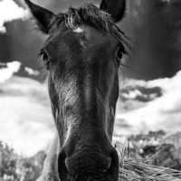 Buy canvas prints of  Why the long face? by Jade Scott