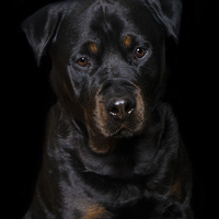 Buy canvas prints of  Rottweiler portrait by Jade Scott