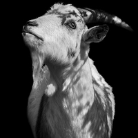 Buy canvas prints of  Oh Holy Goat by Jade Scott