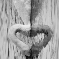 Buy canvas prints of heart swan reflection by Jade Scott