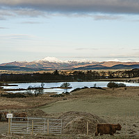 Buy canvas prints of highland cows view by Jade Scott
