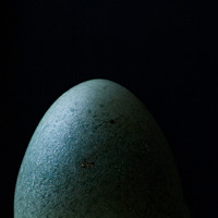 Buy canvas prints of Duck egg by Jade Scott