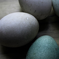 Buy canvas prints of eggs  by Jade Scott