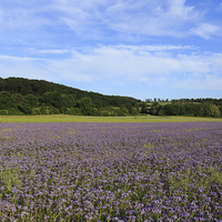 Buy canvas prints of  Marburg, Hessen, Germany, Field, Shades of violet by Christian Dichtl