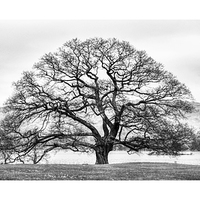 Buy canvas prints of  The tree at the Inn on The Lake , Ullswater by Rob Medway