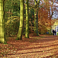 Buy canvas prints of  Autumn leaves at The Old Hall by Rob Medway
