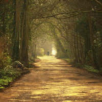 Buy canvas prints of  A quiet country lane in the North West of England by Rob Medway