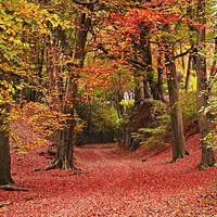 Buy canvas prints of  Haigh Hall in the autumn by Rob Medway