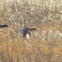 Buy canvas prints of  Birds in flight at Martin Mere by Rob Medway