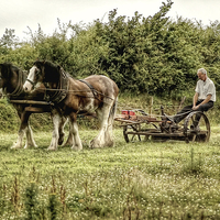Buy canvas prints of  Working shire horses in Ireland by Rob Medway