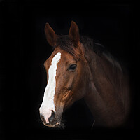 Buy canvas prints of horse in black by tim miller