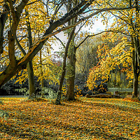 Buy canvas prints of Autumn colours by tim miller