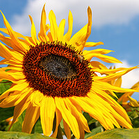 Buy canvas prints of giant sunflower by tim miller