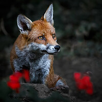 Buy canvas prints of Garden Fox by tim miller