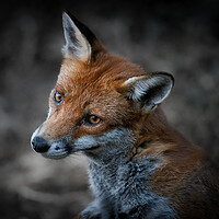 Buy canvas prints of A close up of a fox by tim miller