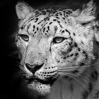 Buy canvas prints of Snow leopard portrait by tim miller