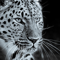 Buy canvas prints of  Leopard Prowling by tim miller