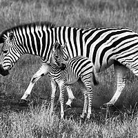 Buy canvas prints of Zebra and foal by tim miller