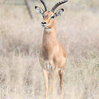 Buy canvas prints of Impala staying alert by tim miller