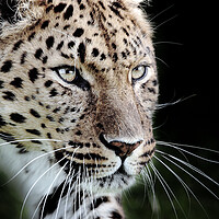Buy canvas prints of leopard prowling by tim miller
