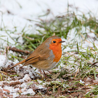 Buy canvas prints of Robin in the snow by tim miller