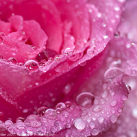 Buy canvas prints of water droplets on a rose by tim miller