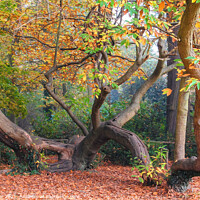 Buy canvas prints of The climbing tree in autumn by tim miller