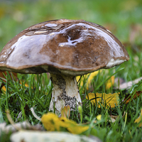 Buy canvas prints of Suillus Luteus  by angie hackett