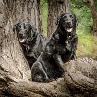 Buy canvas prints of  Posing Labradors by angie hackett