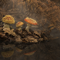 Buy canvas prints of  Fly Agaric in the mist by paul hudson