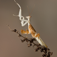 Buy canvas prints of  preying mantis by paul hudson