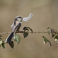 Buy canvas prints of  long tail tit with feather by paul hudson