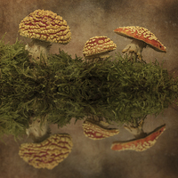 Buy canvas prints of  Arty fly agaric by paul hudson