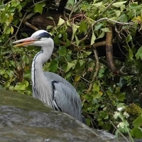 Buy canvas prints of Heron on weir by Claire Merchant
