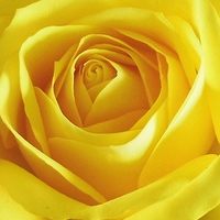 Buy canvas prints of  Yellow Rose by Claire Merchant