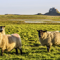 Buy canvas prints of Lindisfarne Sheep by Naylor's Photography