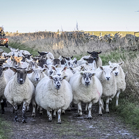 Buy canvas prints of  Farmer moving his Sheep by Naylor's Photography