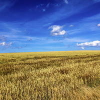 Buy canvas prints of Fields of Golden Glory by Naylor's Photography