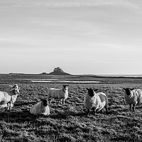 Buy canvas prints of Black (and White) Sheep of the family by Naylor's Photography