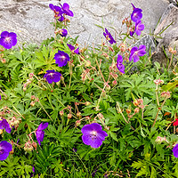 Buy canvas prints of Wild Flowers on the Western Isles by Naylor's Photography